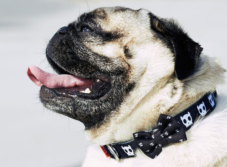 10% OFF ⏰ ZEE.DOG<br>Black Skull Dog Collar