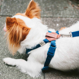 🎉 SPUTNIK<br>Nylon + Leather<br>Comfort Dog Harness
